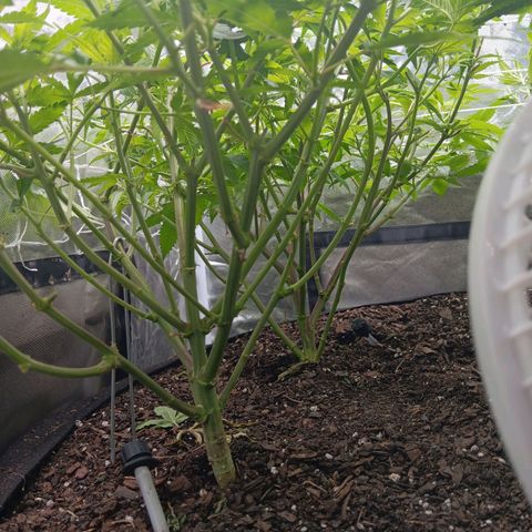 Pheno 1(Big Soil Bed) #1 growlog timeline photo