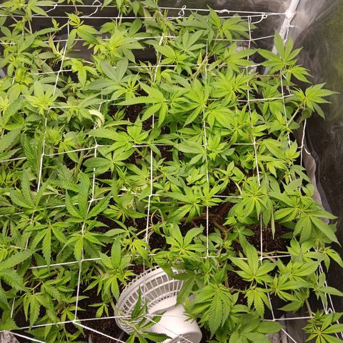 Pheno 1(Big Soil Bed) #1 growlog timeline photo