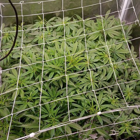 Pheno 1(Big Soil Bed) #1 growlog timeline photo