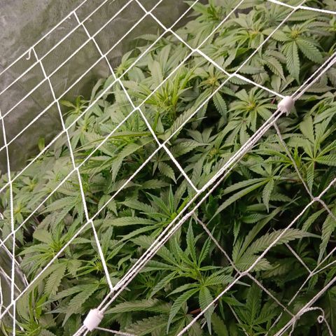 Pheno 1(Big Soil Bed) #1 growlog timeline photo