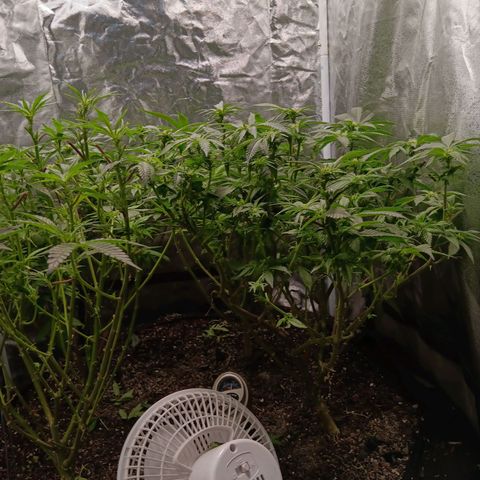 Pheno 1(Big Soil Bed) #1 growlog timeline photo