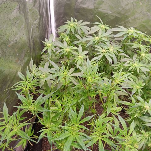 Pheno 1(Big Soil Bed) #1 growlog timeline photo