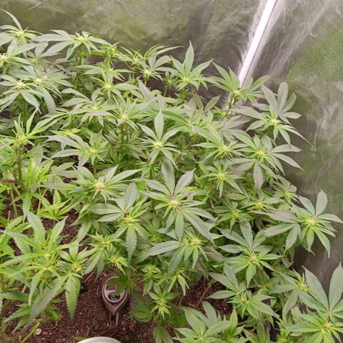Pheno 1(Big Soil Bed) #1 growlog timeline photo