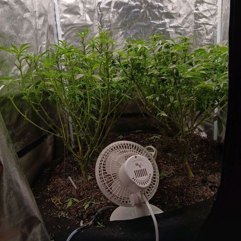 Pheno 1(Big Soil Bed) #1 growlog timeline photo