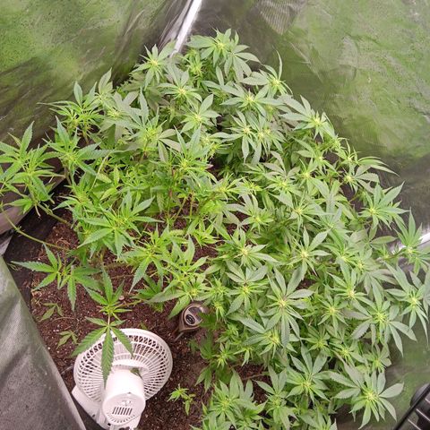 Pheno 1(Big Soil Bed) #1 growlog timeline photo