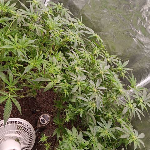 Pheno 1(Big Soil Bed) #1 growlog timeline photo