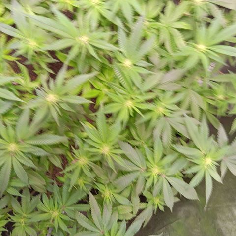 Pheno 1(Big Soil Bed) #1 growlog timeline photo