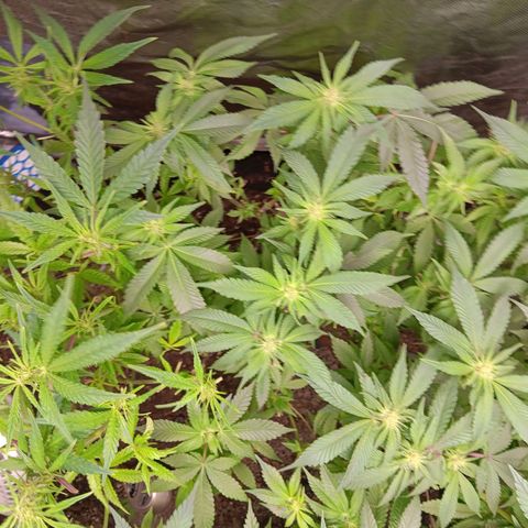 Pheno 1(Big Soil Bed) #1 growlog timeline photo