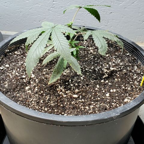 Ice Cream Cake growlog timeline photo