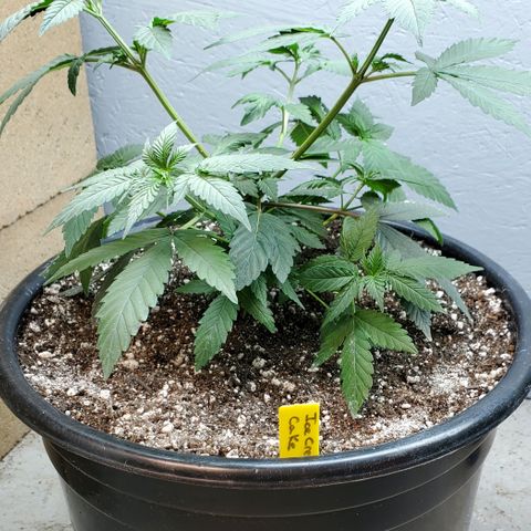 Ice Cream Cake growlog timeline photo
