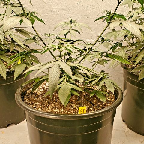 Ice Cream Cake growlog timeline photo