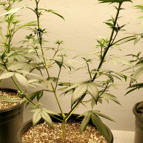 Ice Cream Cake growlog timeline photo