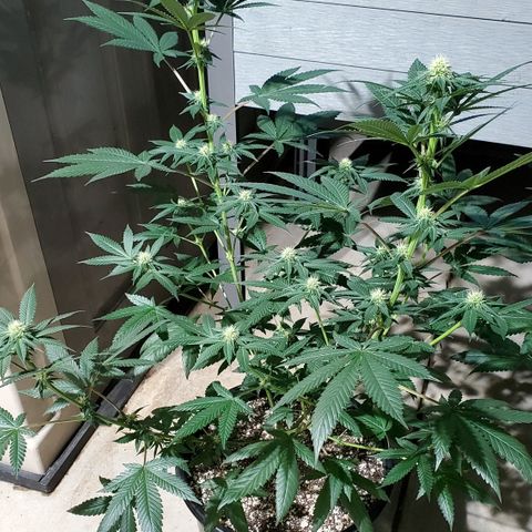 Ice Cream Cake growlog timeline photo