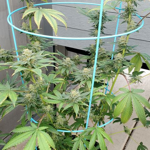 Ice Cream Cake growlog timeline photo