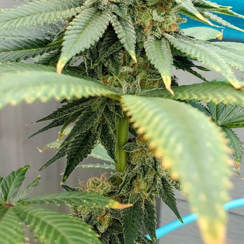 Ice Cream Cake growlog timeline photo