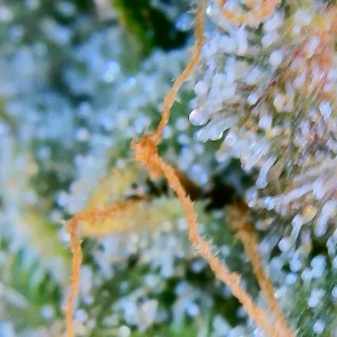 Ice Cream Cake growlog timeline photo