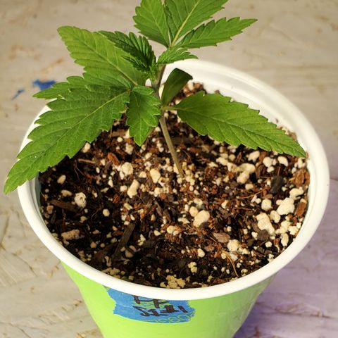 Forbidden Fruit S1 1.0 growlog timeline photo