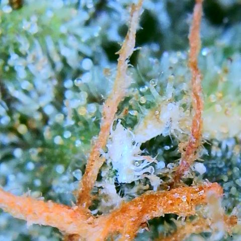 Ice Cream Cake growlog timeline photo