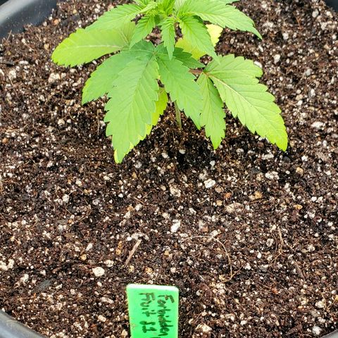 Forbidden Fruit S1 1.0 growlog timeline photo
