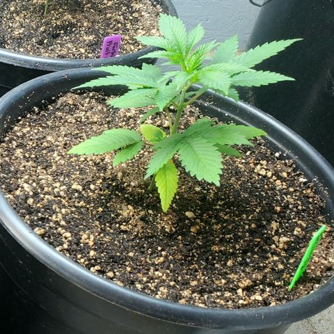 Forbidden Fruit S1 1.0 growlog timeline photo