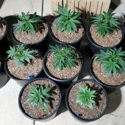 Forbidden Fruit S1 1.0 growlog timeline photo