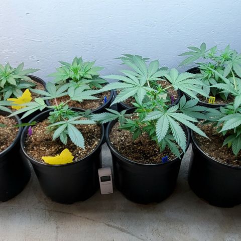Forbidden Fruit S1 1.0 growlog timeline photo