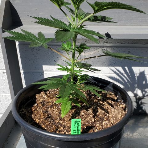 Forbidden Fruit S1 1.0 growlog timeline photo