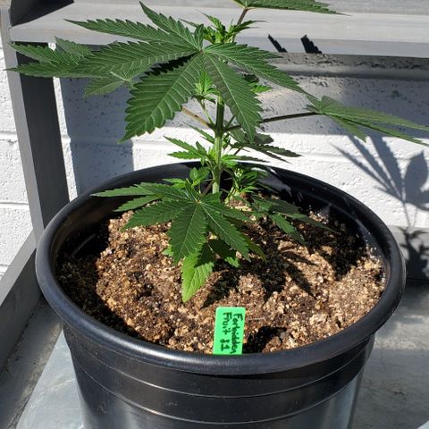 Forbidden Fruit S1 1.0 growlog timeline photo