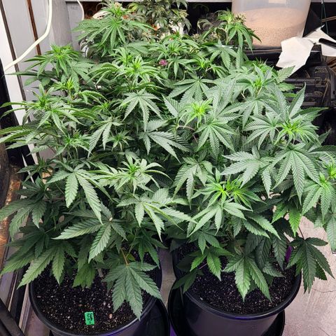 Forbidden Fruit S1 1.0 growlog timeline photo