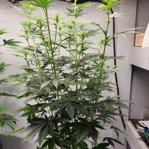 Forbidden Fruit S1 1.0 growlog timeline photo