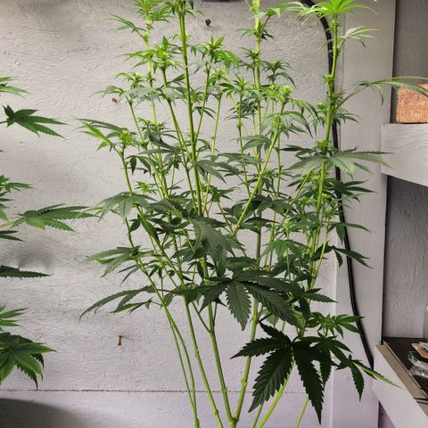 Forbidden Fruit S1 1.0 growlog timeline photo