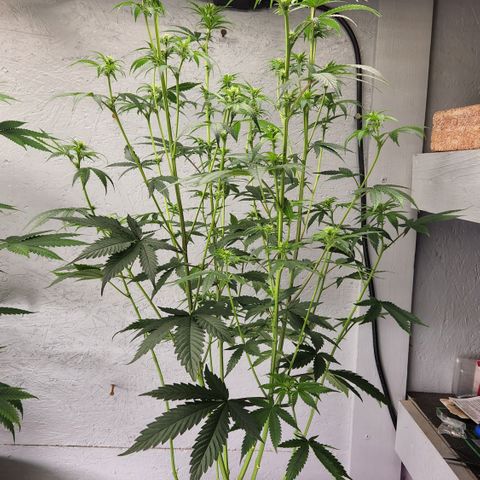 Forbidden Fruit S1 1.0 growlog timeline photo