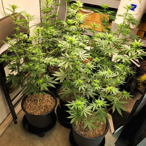 Forbidden Fruit S1 1.0 growlog timeline photo