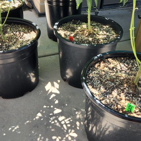 Forbidden Fruit S1 1.0 growlog timeline photo