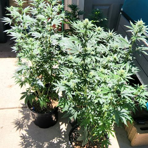 Forbidden Fruit S1 1.0 growlog timeline photo