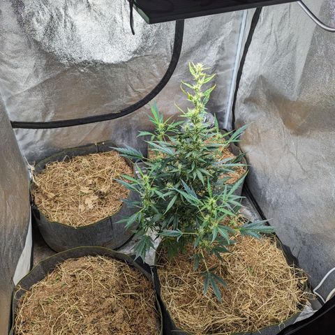 Girl Scout Cookies Auto growlog photo: Just look today. The fungis is taking on the empty beds