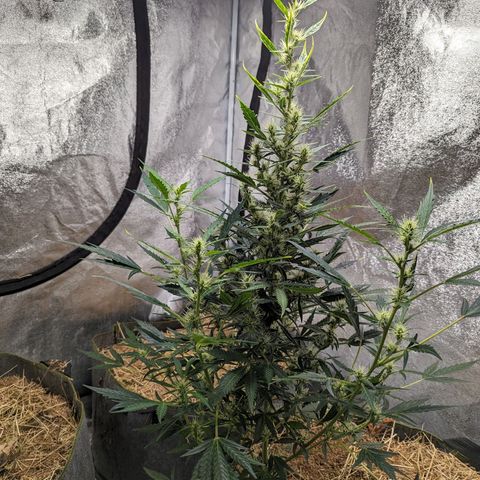 Girl Scout Cookies Auto growlog photo: Just look today. The fungis is taking on the empty beds