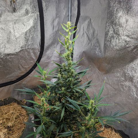 Girl Scout Cookies Auto growlog photo: Just look today. The fungis is taking on the empty beds