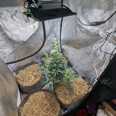 Girl Scout Cookies Auto growlog photo: Watered with bioblume, silica and molasses