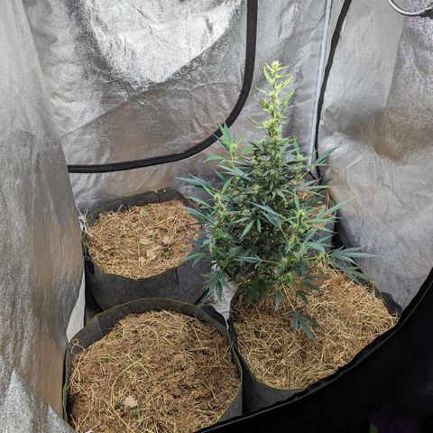 Girl Scout Cookies Auto growlog photo: Watered with bioblume, silica and molasses
