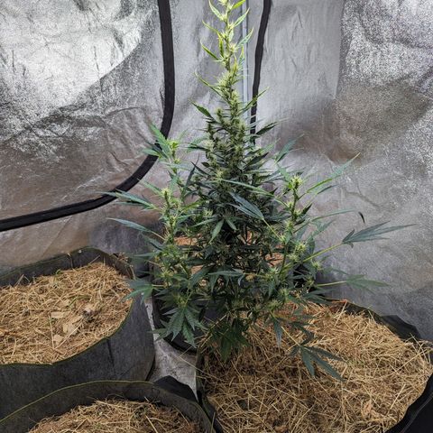 Girl Scout Cookies Auto growlog photo: Watered with bioblume, silica and molasses