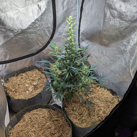 Girl Scout Cookies Auto growlog photo: Watered with bioblume, silica and molasses