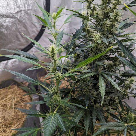 Girl Scout Cookies Auto growlog photo: Added alfalfa seeds