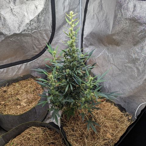 Girl Scout Cookies Auto growlog photo: Added alfalfa seeds
