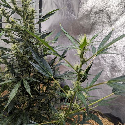 Girl Scout Cookies Auto growlog photo: Added alfalfa seeds