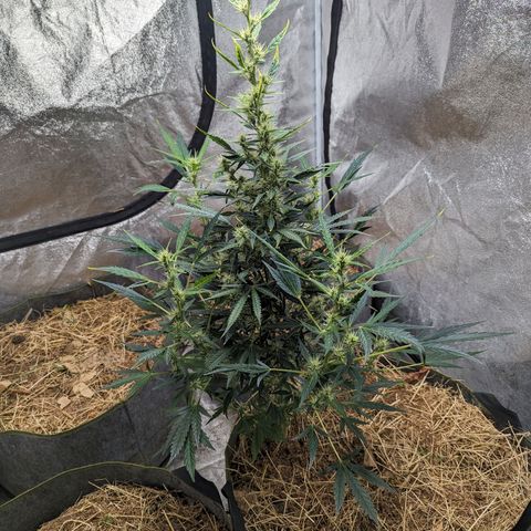 Girl Scout Cookies Auto growlog photo: Added alfalfa seeds