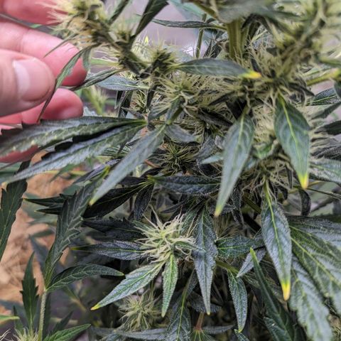 Girl Scout Cookies Auto growlog photo: Added alfalfa seeds