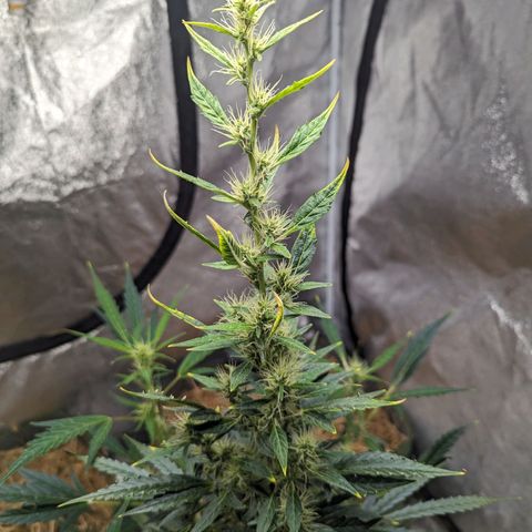 Girl Scout Cookies Auto growlog photo: Added alfalfa seeds