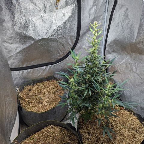 Girl Scout Cookies Auto growlog photo: Added alfalfa seeds