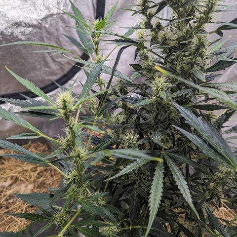 Girl Scout Cookies Auto growlog photo: No actions